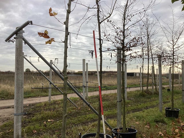 Sierkers - vrucht- / fruitboom - afbeelding 1 van  3