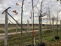 Sierkers - vrucht- / fruitboom - afbeelding 1 van  3