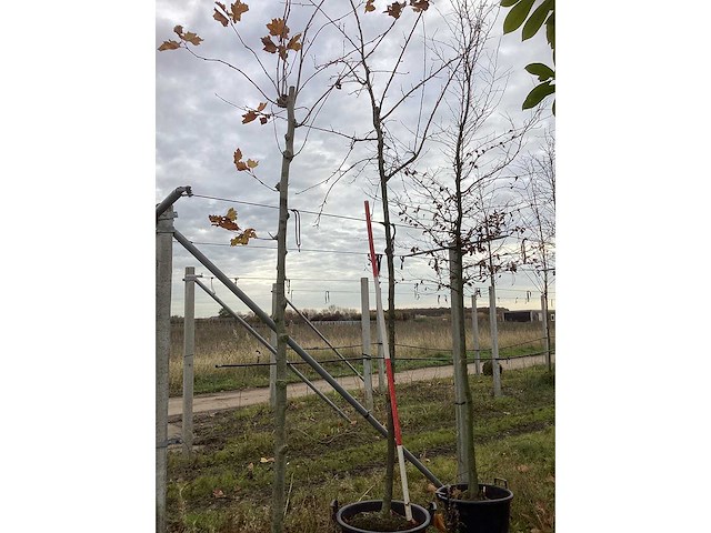 Sierkers - vrucht- / fruitboom - afbeelding 2 van  3