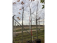 Sierkers - vrucht- / fruitboom - afbeelding 2 van  3