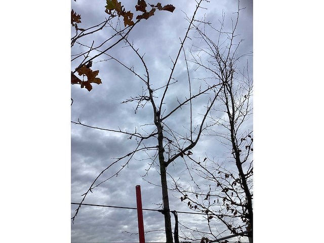 Sierkers - vrucht- / fruitboom - afbeelding 3 van  3
