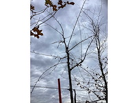 Sierkers - vrucht- / fruitboom - afbeelding 3 van  3