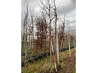 Sierkers - vrucht- / fruitboom - afbeelding 2 van  3