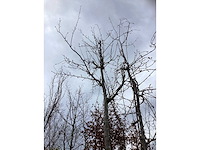 Sierkers - vrucht- / fruitboom - afbeelding 3 van  3