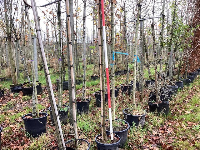 Sierkers - vruchten/fruitbomen (2x) - afbeelding 1 van  3