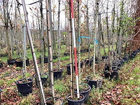 Sierkers - vruchten/fruitbomen (2x) - afbeelding 1 van  3