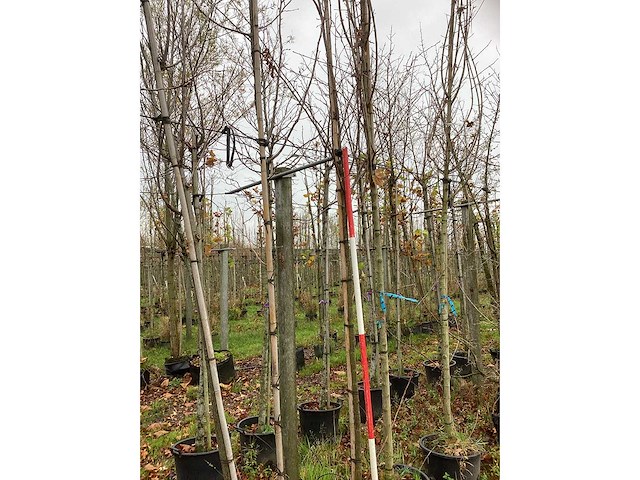 Sierkers - vruchten/fruitbomen (2x) - afbeelding 2 van  3