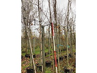 Sierkers - vruchten/fruitbomen (2x) - afbeelding 2 van  3