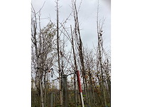 Sierkers - vruchten/fruitbomen (2x) - afbeelding 3 van  3