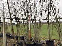 Sierkerselaar - meerstammige bomen (2x) - afbeelding 1 van  3