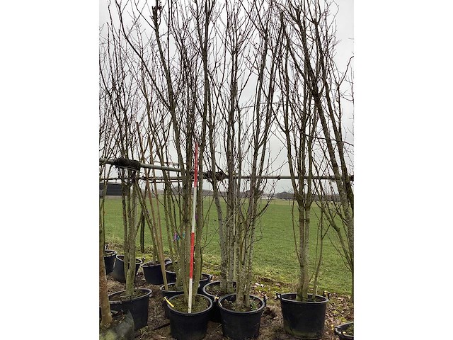 Sierkerselaar - meerstammige bomen (2x) - afbeelding 2 van  3