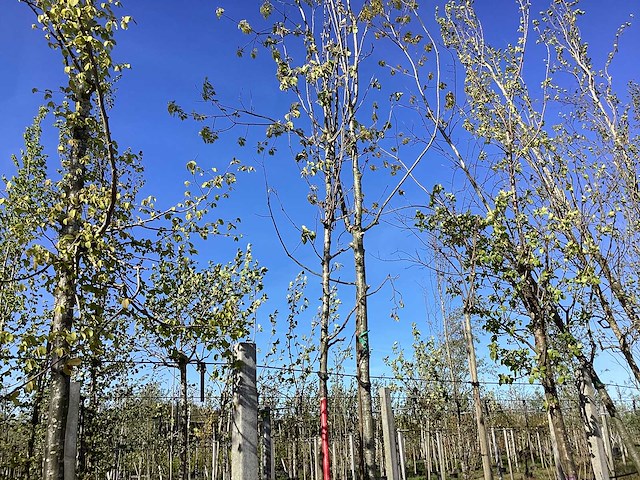Sierpeer - ornamental tree - afbeelding 1 van  2