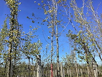 Sierpeer - ornamental tree - afbeelding 1 van  2