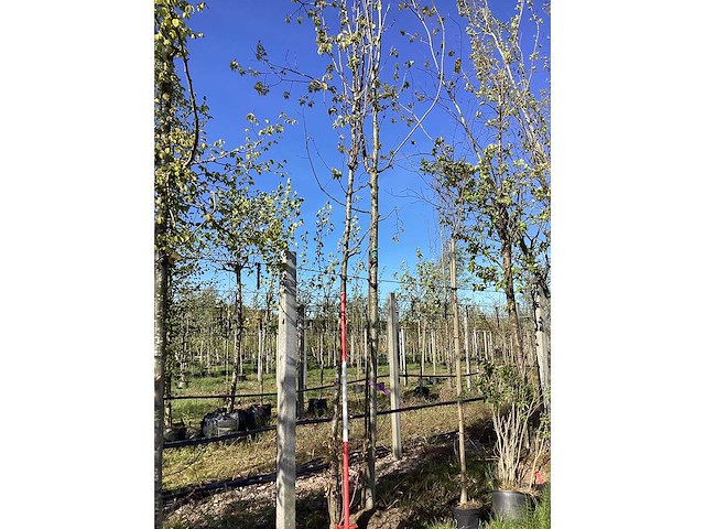 Sierpeer - ornamental tree - afbeelding 2 van  2