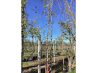 Sierpeer - ornamental tree - afbeelding 2 van  2
