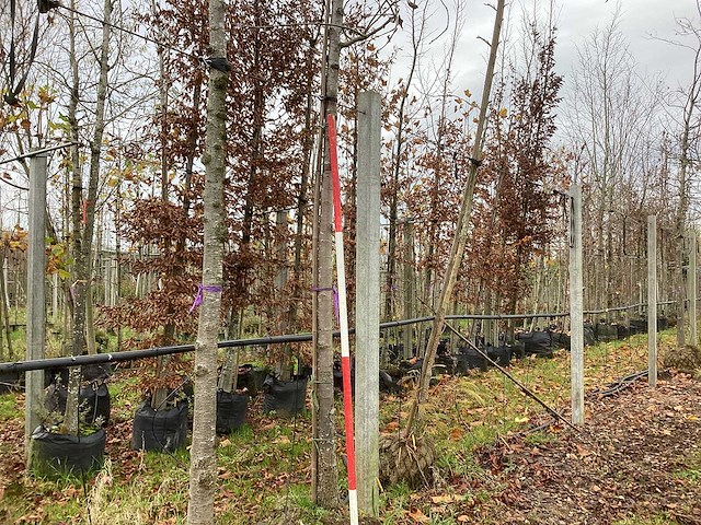 Sierpeer - sierboom - afbeelding 1 van  3