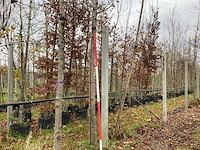 Sierpeer - sierboom - afbeelding 1 van  3