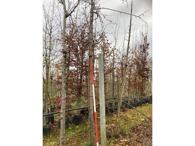 Sierpeer - sierboom - afbeelding 2 van  3