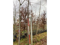 Sierpeer - sierboom - afbeelding 2 van  3