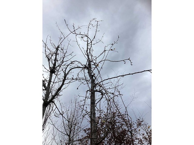 Sierpeer - sierboom - afbeelding 3 van  3