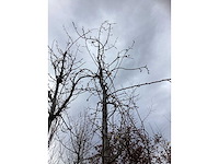 Sierpeer - sierboom - afbeelding 3 van  3