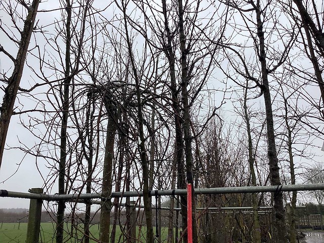 Sierpeer - sierboom - afbeelding 1 van  3