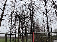 Sierpeer - sierboom - afbeelding 1 van  3