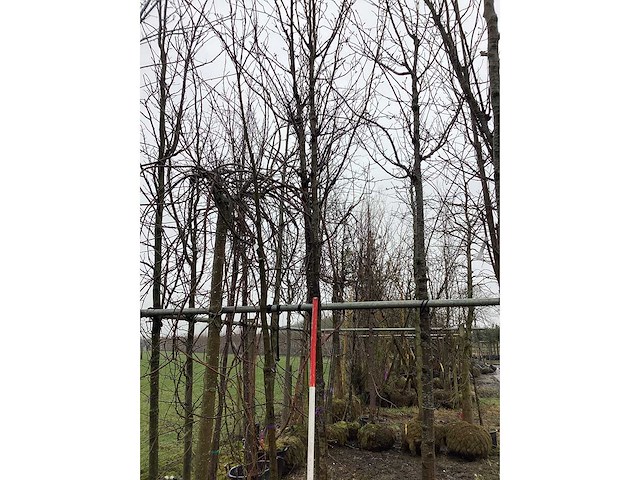 Sierpeer - sierboom - afbeelding 3 van  3