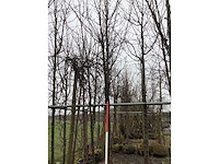 Sierpeer - sierboom - afbeelding 3 van  3