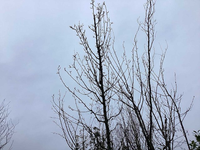 Sierpeer - sierboom - afbeelding 1 van  2