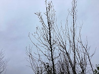 Sierpeer - sierboom - afbeelding 1 van  2