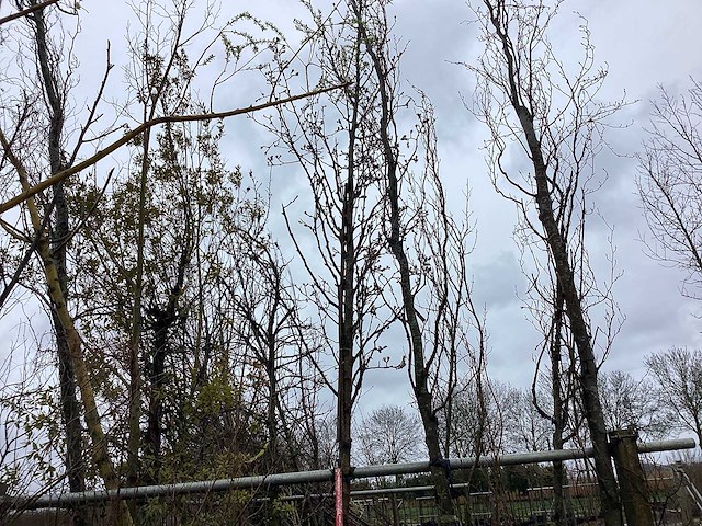 Sierpeer - sierboom - afbeelding 1 van  2