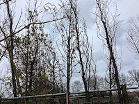 Sierpeer - sierboom - afbeelding 1 van  2