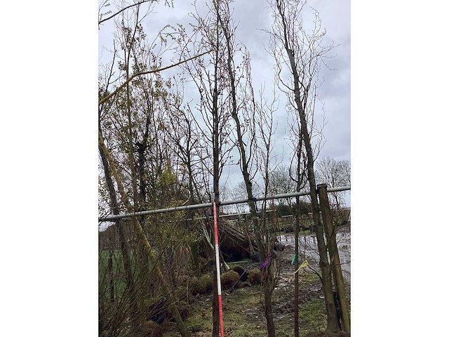 Sierpeer - sierboom - afbeelding 2 van  2