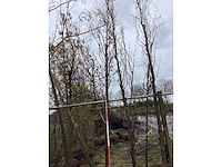 Sierpeer - sierboom - afbeelding 2 van  2