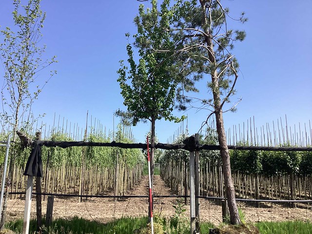 Sierpeer - sierboom - afbeelding 1 van  2