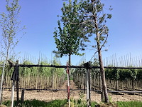 Sierpeer - sierboom - afbeelding 1 van  2