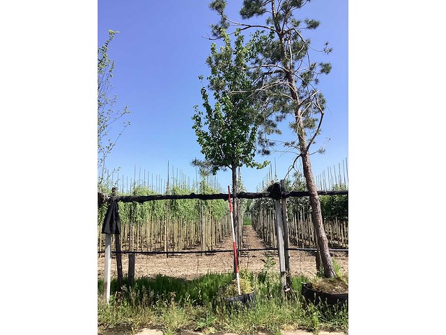 Sierpeer - sierboom - afbeelding 2 van  2
