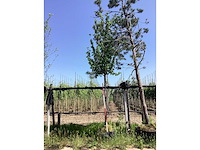 Sierpeer - sierboom - afbeelding 2 van  2