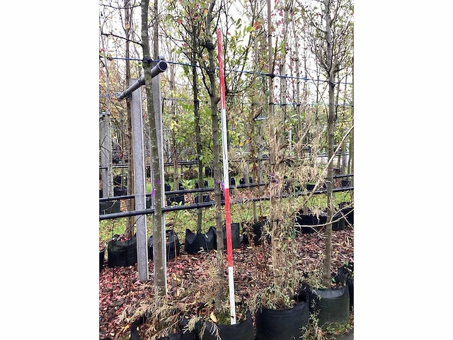 Sierpeer - sierboom - afbeelding 2 van  2