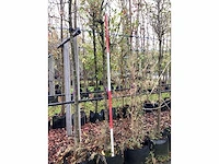 Sierpeer - sierboom - afbeelding 2 van  2