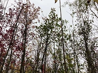 Sierpeer - sierboom