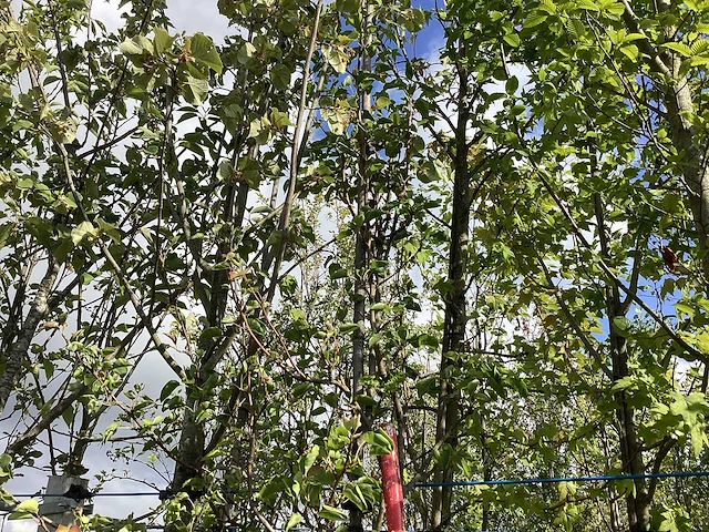 Sierpeer - sierboom - afbeelding 1 van  2