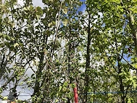Sierpeer - sierboom