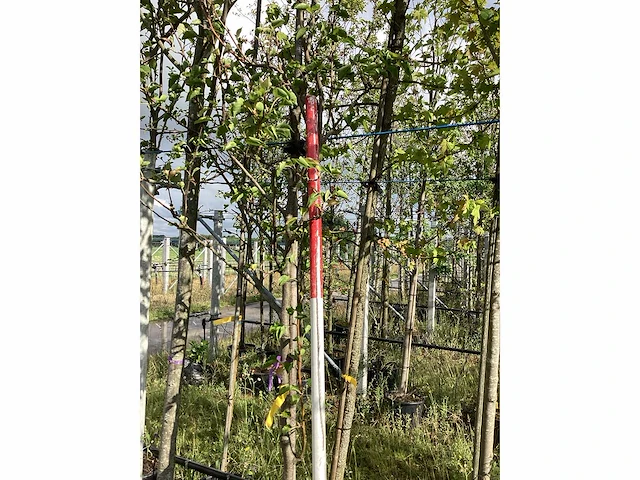Sierpeer - sierboom - afbeelding 2 van  2