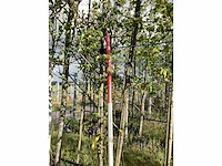 Sierpeer - sierboom - afbeelding 2 van  2