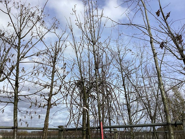 Sierpeer - vormboom - afbeelding 1 van  2