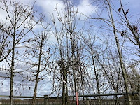 Sierpeer - vormboom - afbeelding 1 van  2