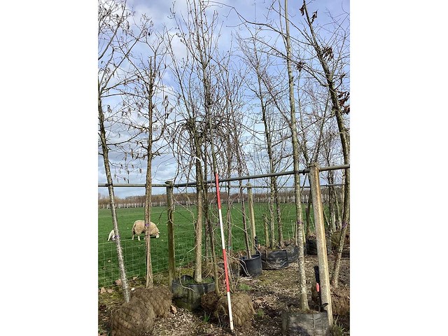 Sierpeer - vormboom - afbeelding 2 van  2