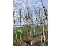 Sierpeer - vormboom - afbeelding 2 van  2